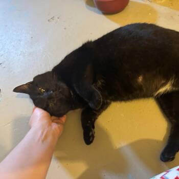 Rosie C. -  Domestic Short Hair Cat for Adoption in St. Louis, Missouri - Rosie C. | PetCurious