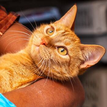 Coral -  Domestic Short Hair Cat for Adoption in Hattiesburg, Mississippi - Coral | PetCurious