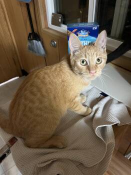 Rescue Domestic Short Hair Cats for Adoption in Eugene, Oregon - Maddy | PetCurious