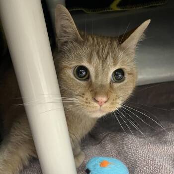 Domestic Short Hair Cats Available for Adoption in Fort Wayne, Indiana - Barley | PetCurious