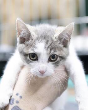 Rescue Domestic Short Hair and American Shorthair Cats for Adoption in Bedford, Indiana - Cleocatra | PetCurious