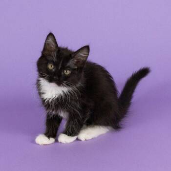 Bottle of Rum -  Domestic Medium Hair Cat for Adoption in Dallas, Texas - Bottle Of Rum | PetCurious