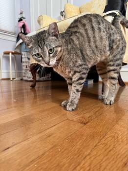 Muffin the Tabby -  Domestic Short Hair Cat for Adoption in Fairfax, Virginia - Muffin The Tabby | PetCurious