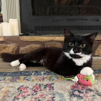 Domestic Medium Hair Cats Available for Adoption in Rossville, Georgia - Jane | PetCurious