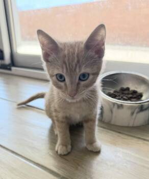 Tabby Cats Available for Adoption in Albuquerque, New Mexico - Hegrew | PetCurious