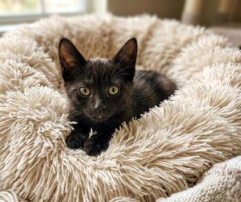 Darcey and Cici -  Bombay and Tortoiseshell Cat for Adoption in Walnut Creek, California - Darcey And Cici | PetCurious