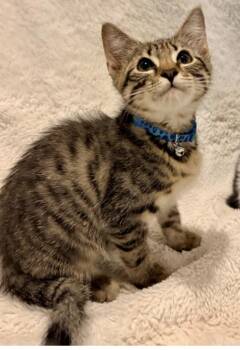Domestic Short Hair Cats Available for Adoption in Broomfield, Colorado - RAIN | PetCurious