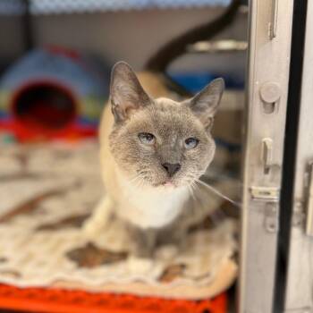 Josephine -  Siamese and Snowshoe Cat for Adoption in Portage, Michigan - Josephine | PetCurious