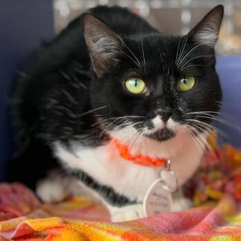 Stayche -  Domestic Short Hair Cat Available for Adoption in Tucson, Arizona - Stayche | PetCurious