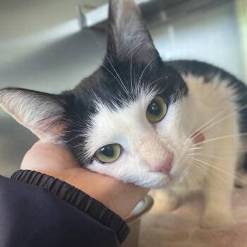 Domestic Short Hair Cats Available for Adoption in Asheville, North Carolina - Shawn | PetCurious