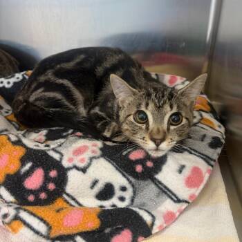 Quinn -  Domestic Short Hair Cat for Adoption in Sarasota, Florida - Quinn | PetCurious