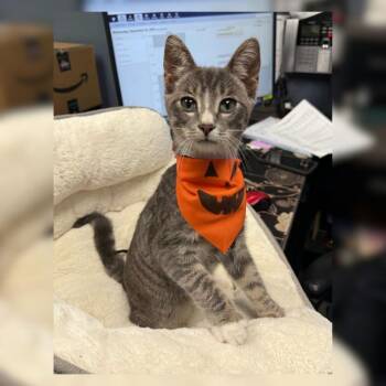 Moon -  Domestic Short Hair Cat for Adoption in Toledo, Ohio - Moon | PetCurious