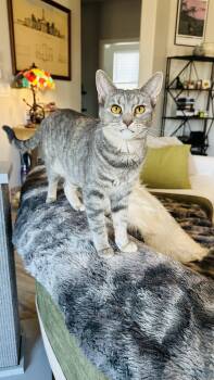 Rescue American Shorthair Cats for Adoption in Peoria, Arizona - Artie | PetCurious