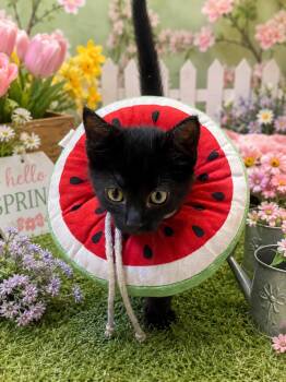 Justin -  Domestic Short Hair Cat for Adoption in Belleville, Michigan - Justin | PetCurious