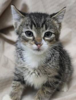 Purrcy -  Domestic Short Hair Cat for Adoption in Thief River Falls, Minnesota - Purrcy | PetCurious