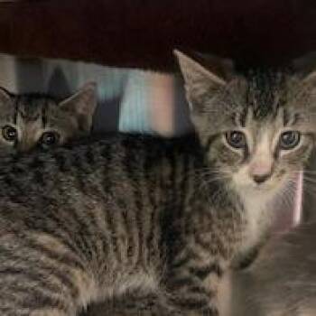 Domestic Short Hair Cats Available for Adoption in Philadelphia, Pennsylvania - Zechariah | PetCurious