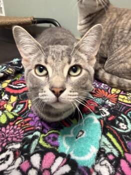 Ranger -  Domestic Short Hair Cat for Adoption in Plymouth, Michigan - Ranger | PetCurious