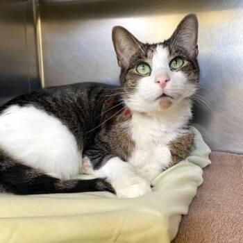 Domestic Short Hair Cats Available for Adoption in Richmond, Virginia - Pepper | PetCurious