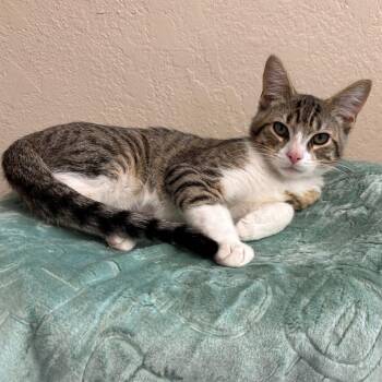 Hunter -  Domestic Short Hair Cat for Adoption in Medford, Oregon - Hunter | PetCurious