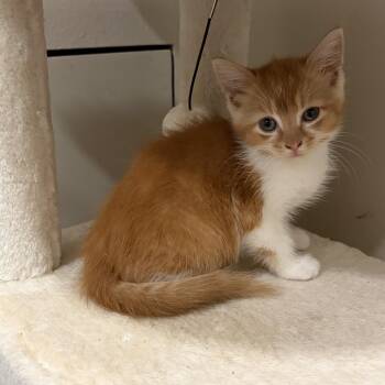 Thumper -  Domestic Short Hair Cat for Adoption in Mastic, New York - Thumper | PetCurious