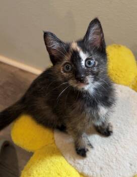Belle Starr -  Domestic Medium Hair Cat for Adoption in Nashville, Tennessee - Belle Starr | PetCurious