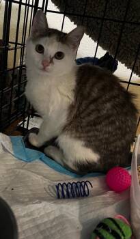 Domestic Short Hair Cats Available for Adoption in The Woodlands, Texas - Harper | PetCurious