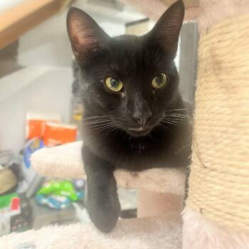 Rescue Domestic Short Hair Cats for Adoption in Stamford, Connecticut - Fig- Figgy & Fabulous | PetCurious