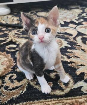 Domestic Short Hair Cats Available for Adoption in Fort Walton Beach, Florida - BABY RUTH | PetCurious
