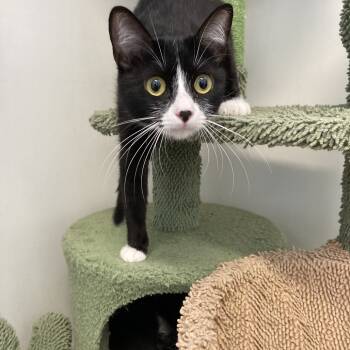 Rescue Domestic Short Hair Cats for Adoption in Long Beach, California - Mayvis | PetCurious