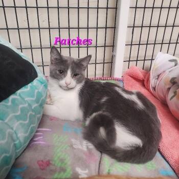 Patches -  Domestic Short Hair Cat for Adoption in Diamond Springs, California - Patches | PetCurious