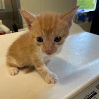Captain Pebbles -  Domestic Short Hair Cat for Adoption in Charlottesville, Virginia - Captain Pebbles | PetCurious