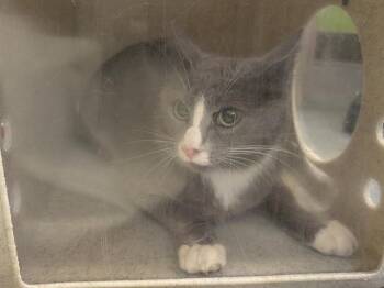 BARN CAT PARCHMENT -  Domestic Short Hair Cat for Adoption in Kent, Washington - BARN CAT PARCHMENT | PetCurious