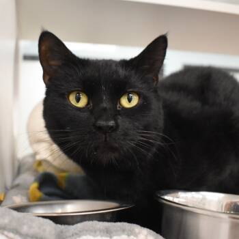 Rescue Domestic Short Hair Cats for Adoption in West Palm Beach, Florida - Cindy | PetCurious