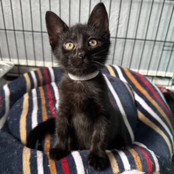 Rescue Domestic Short Hair Cats for Adoption in Orlando, Florida - Delia | PetCurious