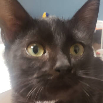 Rescue Domestic Short Hair Cats for Adoption in St. Cloud, Minnesota - Chenille | PetCurious