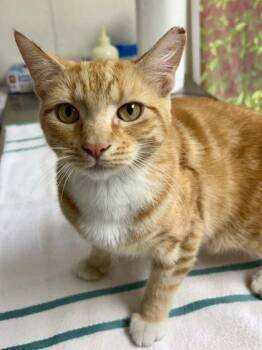 Domestic Short Hair Cats Available for Adoption in San Antonio, Texas - Jericko | PetCurious