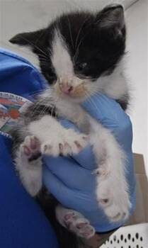 Domestic Medium Hair Cats Available for Adoption in San Bernardino, California - WILLIAM | PetCurious