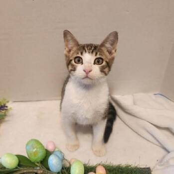 Tabby Cats Available for Adoption - Danny | PetCurious