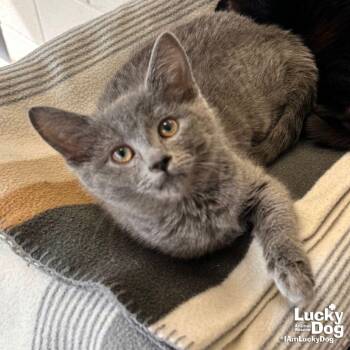 Domestic Short Hair Cats Available for Adoption in Washington, District Of Columbia - Sweet Mamie | PetCurious