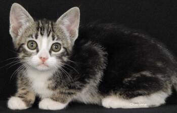 Harvest -  Domestic Short Hair Cat for Adoption in Newland, North Carolina - Harvest | PetCurious
