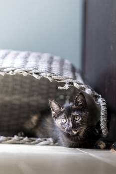 Mei -  Domestic Medium Hair Cat Available for Adoption in Milton, Georgia - Mei | PetCurious