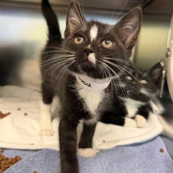Shamrock -  Domestic Short Hair Cat for Adoption in Richmond, Virginia - Shamrock | PetCurious