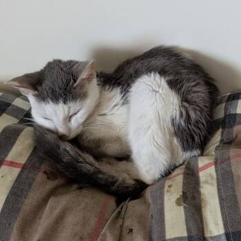 Rescue Domestic Short Hair Cats for Adoption in New York, New York - LWNY-Stray-13835_2 | PetCurious