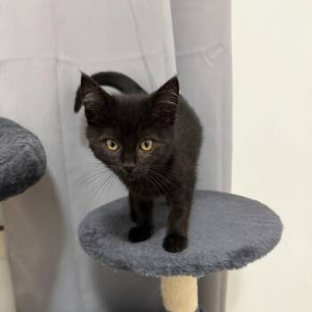 Can Opener -  Domestic Short Hair Cat for Adoption in Hudsonville, Michigan - Can Opener | PetCurious