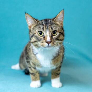 Domestic Short Hair Cats Available for Adoption - Otis | PetCurious