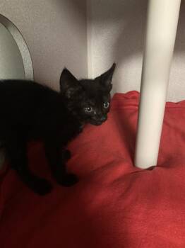 RAMONA -  Domestic Short Hair Cat for Adoption in Dallas, Texas - RAMONA | PetCurious