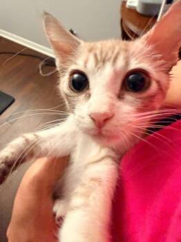 Vanilla Bean -  Tabby Cat for Adoption in San Antonio, Texas - Vanilla Bean | PetCurious