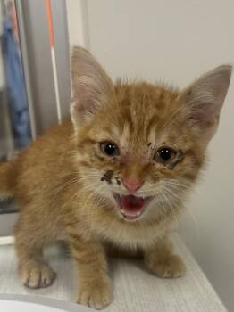 Frisco -  Domestic Short Hair Cat for Adoption in Greenfield, Indiana - Frisco | PetCurious