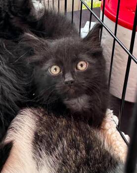 Ninja -  Domestic Medium Hair Cat for Adoption in Crown Point, Indiana - Ninja | PetCurious