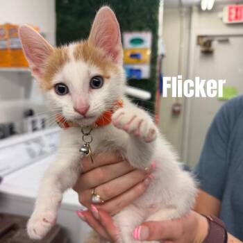 Flicker *Meet me at Plymouth Petsmart* -  Domestic Short Hair Cat for Adoption in Buffalo, Minnesota - Flicker *Meet Me At Plymouth Petsmart* | PetCurious